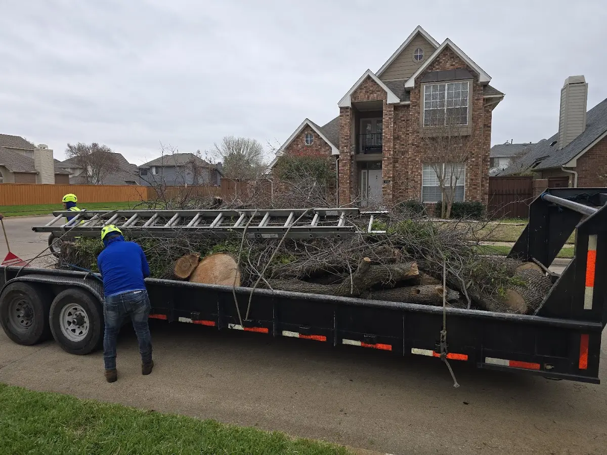 Expert Tree Removal with proper safety equipment in Willow Hill
